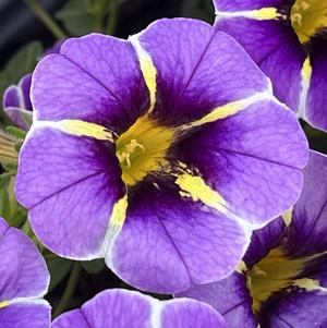 Calibrachoa Superbells® Evening Star