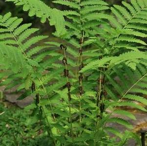 Osmunda claytoniana 