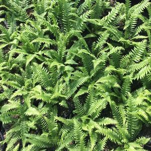 Thelypteris decursive-pinnata 