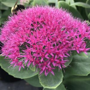 Sedum 'Neon'