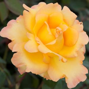 Rose Grandiflora Gold Struck™