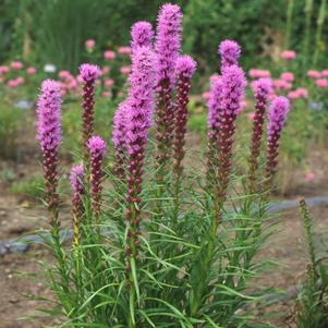 Liatris spicata 'Kobold'