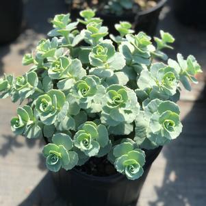 Sedum sieboldii 