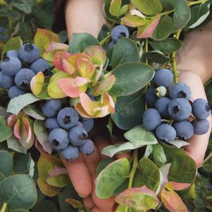 Vaccinium Bushel and Berry® Peach Sorbet®