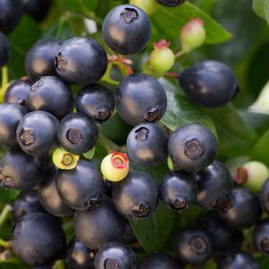 Vaccinium Bushel and Berry® BerryBux®