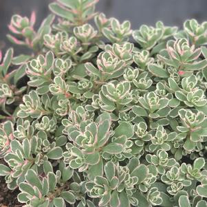 Sedum spurium 'Tricolor'