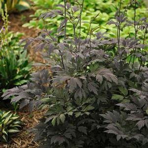 Actaea matsumurae Chocoholic