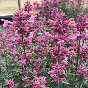 Agastache Rosie Posie