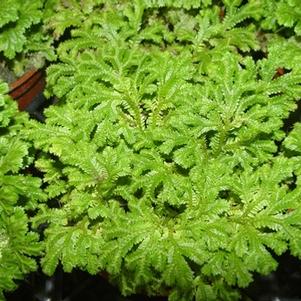 Selaginella uncinata 