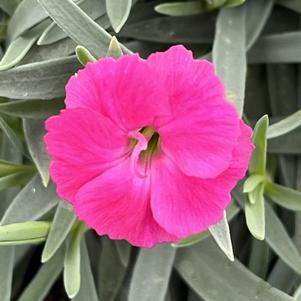 Dianthus 'Paint the Town Magenta' 