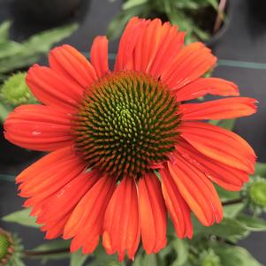 Echinacea Kismet® Intense Orange