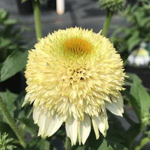 Echinacea PUFF™ Vanilla