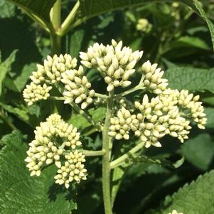 Eupatorium maculatum 'Snowball'