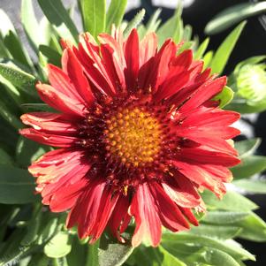 Gaillardia x grandiflora 'Celebration'