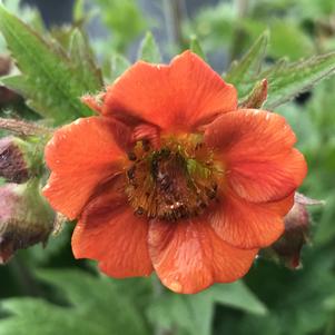 Geum RUSTICO™ Orange