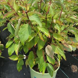 Cornus sericea 'Baileyi'