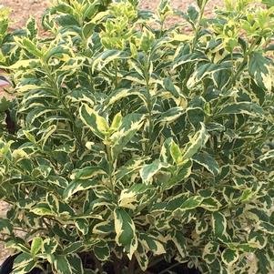 Callicarpa dichotoma 'Duet