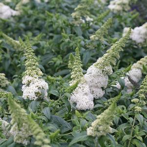 Buddleia x Pugster White®