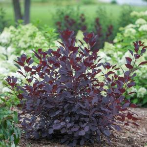 Cotinus Winecraft Black®