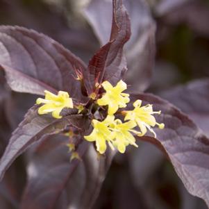 Diervilla splendens Nightglow™