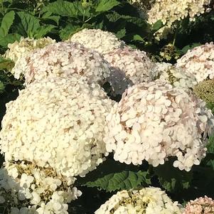 Hydrangea arborescens Invincibelle Wee White®