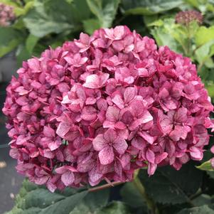 Hydrangea arborescens Invincibelle Mini Mauvette®