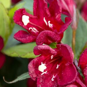 Weigela Maroon Swoon™