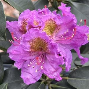 Rhododendron x Dandy Man® Purple