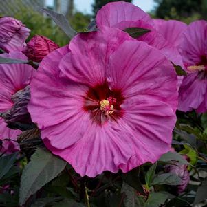 Hibiscus Summerific® 'Berry Awesome'