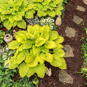 Hosta Shadowland® 'Coast to Coast'