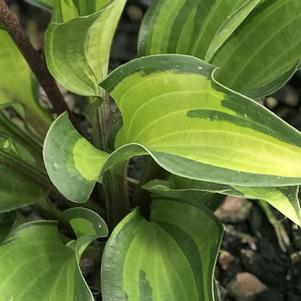 Hosta 'Island Breeze'