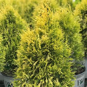 Thuja plicata Fluffy®