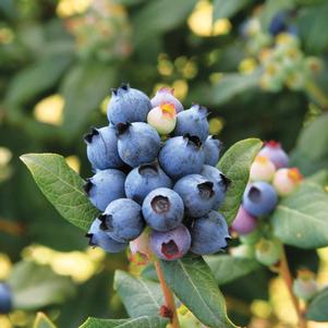 Vaccinium Bushel and Berry® Perpetua®