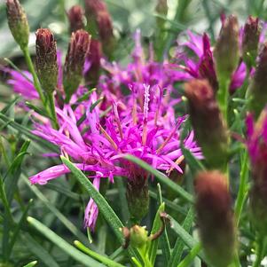 Vernonia lettermanii 'Iron Butterfly'