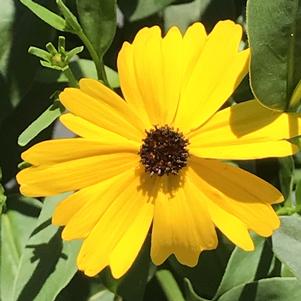 Coreopsis palustris 'Summer Sunshine'