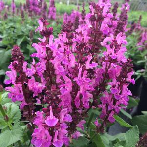 Salvia nemerosa 'Rose Marvel'