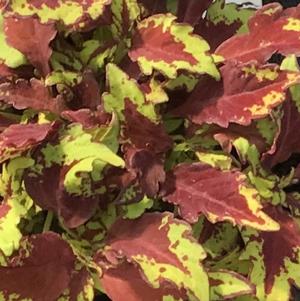 Coleus ColorBlaze® Apple Brandy