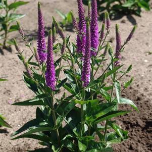 Veronica spicata 'Purpleicious'