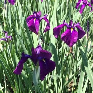 Iris laevigata 'Variegata'
