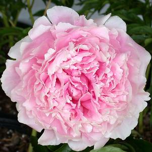 Paeonia lactiflora 'Sarah Bernhardt'