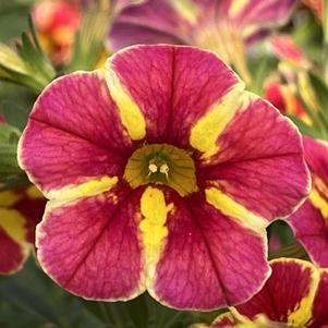 Calibrachoa hybrid Superbells® Cardinal Star™