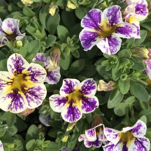 Calibrachoa hybrid Superbells® Holy Smokes!&trade;