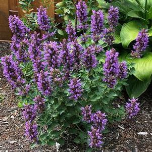Agastache hybrid POQUITO™ Dark Blue