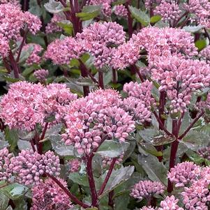 Sedum telephium 'Double Martini'