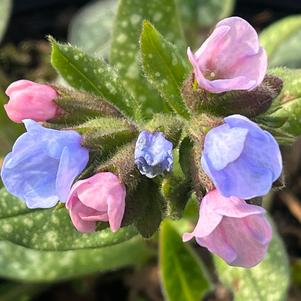 Pulmonaria 'Twinkle Toes'