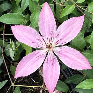 Clematis Sarah Elizabeth™