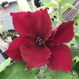 Clematis Nubia™