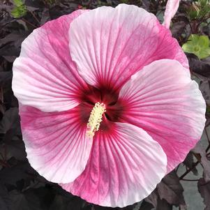 Hibiscus 'Starry Starry Night'