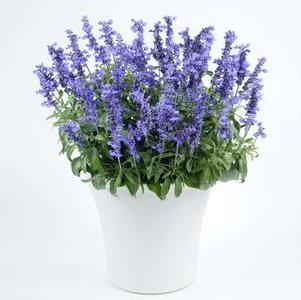 Salvia farinacea SALLYFUN™ Deep Ocean