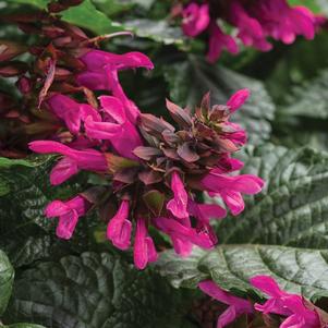 Salvia hybrid Rockin'® Fuchsia